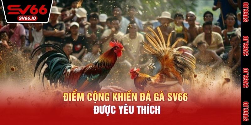 Điểm cộng khiến đá gà SV66 được yêu thích