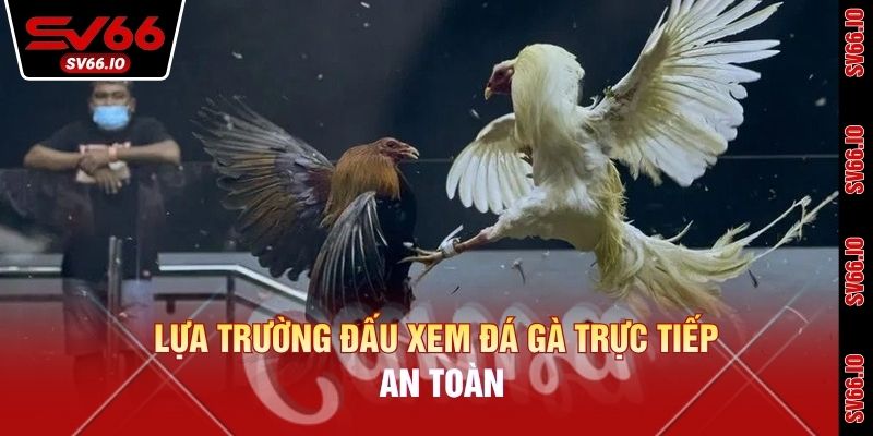 Lựa trường đấu xem đá gà trực tiếp an toàn