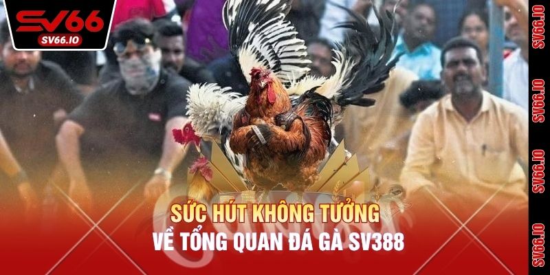 Sức hút không tưởng về tổng quan đá gà SV388